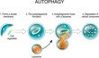 Autophagy. lysosome and Cell recycling.