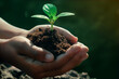 Deux mains vues de côté tenant une plantule placée dans une motte de terre devant un arrière-plan flou symbolisant l'écologie et le développement durable.