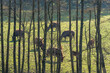 Cows grazing in the sun behind multiple tree trunks