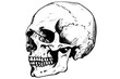 Vintage Human Skull Illustration: Woodcut Vector Skeleton Design with Gothic Flair.