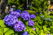 東京都　白山神社の紫陽花　
