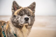 Close-up akita inu dog with gray fur, north sea beach in the background, horizontal shot