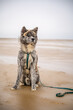 Akita inu dog with gray fur sitting on the beach, looking at its surroundings, north sea, vertical shot