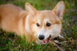  Welsh Corgi dog chews stick while lying on grass, owner takes stick. Concept of pets, danger of oral injuries to dogs teeth