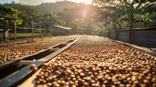 Coffee Beans Drying In The Sun, A Natural And Traditional Method Captured In A Scene That Highlights The Beans' Transition From Green To Rich, Dark Brown As They Bask Under The Golden Sunlight