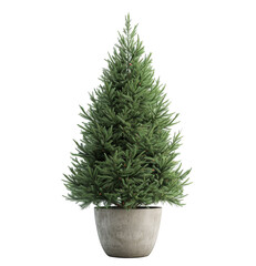 Christmas tree in pot isolated on white background. Small green fir pine