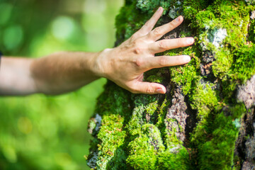 Wall Mural - A man's hand touch the tree trunk close-up. Bark wood.Caring for the environment. The ecology concept of saving the world and love nature by human