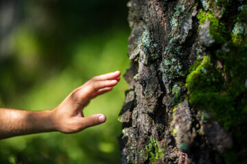 Wall Mural - A man's hand touch the tree trunk close-up. Bark wood.Caring for the environment. The ecology concept of saving the world and love nature by human