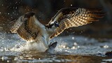 Fototapeta  - Raptor's Catch: Captivating Image of an Osprey with its Prey