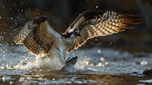 Raptor's Catch: Captivating Image Of An Osprey With Its Prey