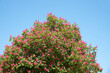 crown of a chestnut tree with red blossoms and blue sky