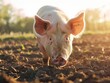 A pig is standing in a field of dirt