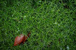 Wet Irish moss (Sagina subulata) on the ground