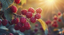Exploring The Vibrant Hues Of Autumn's Final Bounty, Amidst Sunlit Glades, We Savored The Last Moments Of Berry Picking.