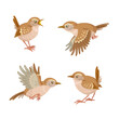 Set of four funny wren birds, sitting and flying.  Isolated on white background. Vector flat illustration.