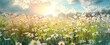 Panoramic floral background, web banner with chamomile flowers field, panoramic view on wildflowers spring meadow in sunrise, natural view, AI generated image