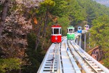 Fototapeta Nowy Jork - Capsule train and cherry blossoms in Busan