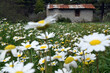 A glade of daisies in front of an old small house