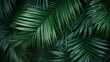 Palm tree leaves background, photo shot