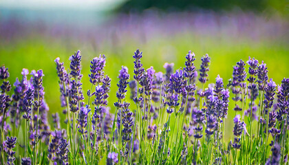 Wall Mural - summer background of wild grass and lavender flowers