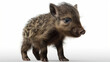 Wild Boar, Baby Boar in Close Up on White Background