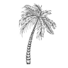 Linear palm tree. Sketch style tropical palm tree. Hand drawn vector illustration.
