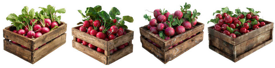 Wall Mural - Wooden Box Full Of Radishes Hyperrealistic Highly Detailed Isolated On Transparent Background Png