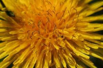 Sticker - yellow dandelion close up on green background.