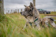 Akita inu with gray fur resting in the grass, looking at something in the distance, side view, horizontal shot, car in the background, north sea, Germany
