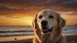 golden retriever dog closeup portrait looking on came bbe-c-fce-bc-bedeclose-up portrait looking on camera at dramatic sunset on beach background from Generative AI