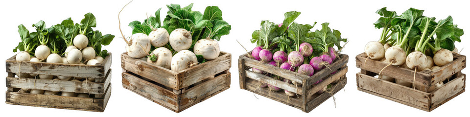 Wall Mural - Wooden Box Full Of Turnips Hyperrealistic Highly Detailed Isolated On Transparent Background Png