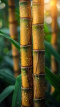 Close-up Of Bamboo Stalks With Dew Drops, Vibrant Green Foliage Background, Sunlight Filtering Through.