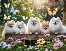 5 White Pomeranian Dogs In The Woods