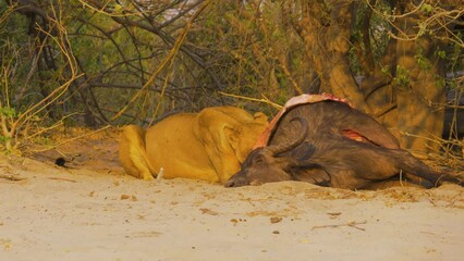 Wall Mural - lioness (panthera leo) feeding on a recently killed cape buffalo