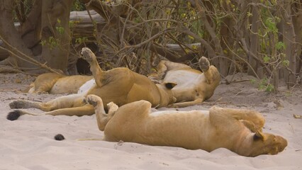 Wall Mural - group of lions (panthera leo) relaxing in the shade of trees after a copious meal, botswana