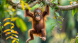 Candid photo of a young orangutan playfully swinging from vine to vine showcasing its agility and the vibrant