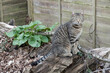 portrait of a grey tabby cat felis catus