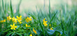 spring yellow flowers close up, abstract natural background. Beautiful gentle floral nature image. spring blossoming season. Buttercup is caustic, Ranunculus acris flower. banner