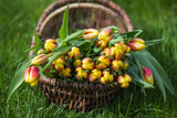 Fototapeta  - Colorful fresh tulips in wicker basket in the garden