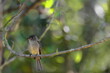 Crescent-eyed pewee bird -Contopus caribaeus- perching in a wood of the farmlands -mainly for tobacco growing- of Valle de Viñales Valley. Cuba-165
