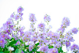 Fototapeta Lawenda -  Lagerstroemia floribunda or Thai crape myrtle flowers at the top of the tree with blue clear sky. Lagerstroemia floribunda flower with cloudy blue sky,
