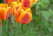 closeup on beautiful flower head of red and orange fresh tulips covered with water drops blooming on a garden at springtime