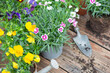 carnation flowers in flowerpot and colorful viola with  shovel and dirt on a wooden table
