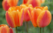 closeup on beautiful flower head of red and orange fresh tulips covered with water drops blooming on a garden at springtime
