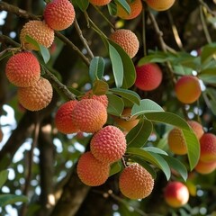 Wall Mural - Litchi nut tree pic