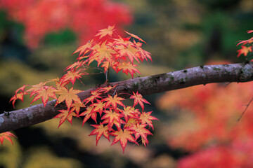 Wall Mural - Vibrant red maple tree leaves on a branch in Japan