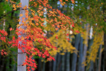 Wall Mural - Red maple tree leaves in a Japanese garden with bamboo tree in background.