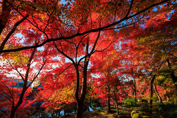 Wall Mural - Vibrant red maple tree in a temple, Japan