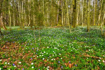 White wood anemone (Anemone nemorosa) flowers covering the forest ground