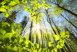 Fototapeta  - Fresh green foliage growing towards the sun in the sky. Tranquil nature shot of a beech woodland canopy in spring